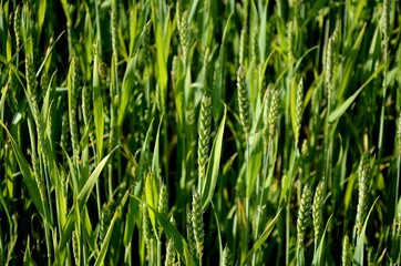 Fototapeta na wymiar green unripe wheat ears growing in a field on a sunny day