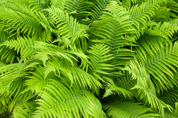 fern leaf, lush green foliage in rainforest, nature background