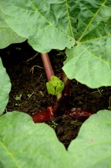  young shoot and large rhubarb leaves, rhubarb plant grows in the soil in the garden