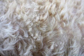 Close-up sheep fur texture

