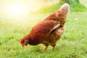 Free range chickens on a lawn pecking the ground