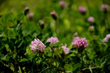 Fototapeta premium a group of pink clovers growing in a green meadow in the evening light, floral background of wildflowers