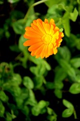 close up of one orange calendula flower growing on meadow on a blurred green background. 