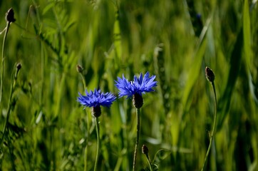 two blue cornflowers growing on a wheat field, floral background, wild blue flowers on a green fluffy background