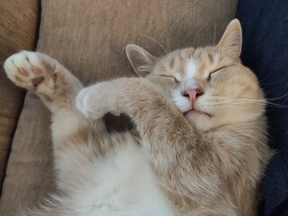cat lying on the bed