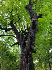 A big Tamarind green tree