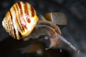 Macro closeup of a snail showing eyes and tentacles
