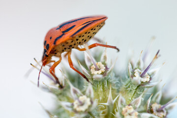 Macro closeup of a red shield bug on a flower