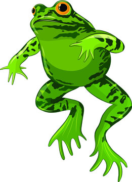 green toad with warts vector