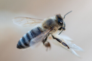 Macro closeup of honey bee on grass
