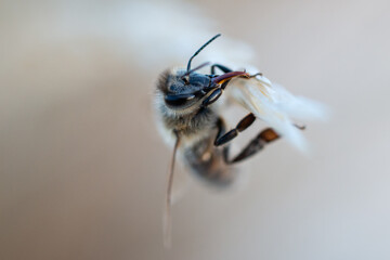 Macro closeup of honey bee with tongue out on plant