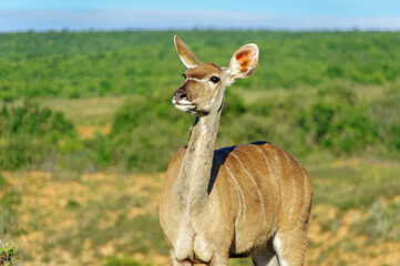 Kudu antelope in Addo National Park, animals of South Africa
