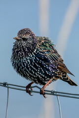 Starling puffing up in cold air