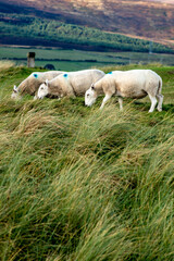 Three sheep eating grass in the scottish highlands