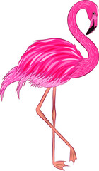 Flamingo bird pink white vector