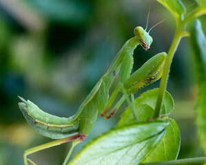 praying mantis on green plant stem