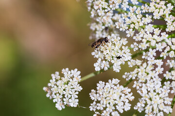 flowering blossoms with green blurred background in garden.

