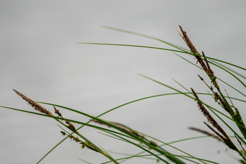 Schilfgras am Seeufer Schwarzsee bei Kitzbühel