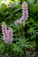 pink flowers in the garden
