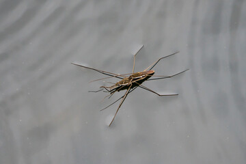 Wasserläufer bei der Paarung