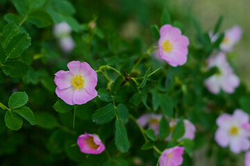 pink flowers in the garden