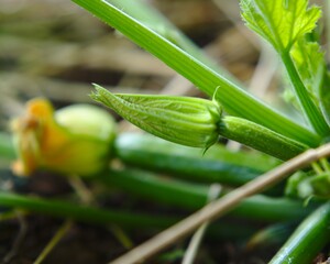 Courgette zucchini plant