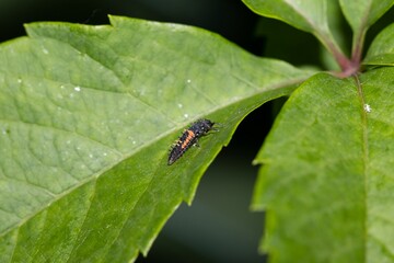 Ladybug larva on green leaf