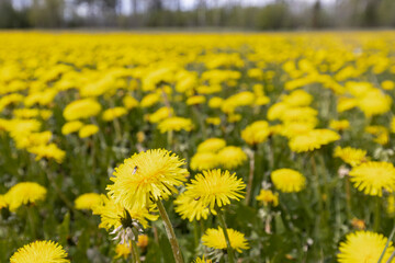 Obraz premium Dandelion field