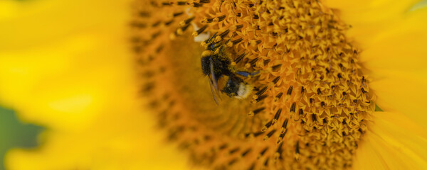 cute shaggy bumblebee sits on a sunflower on a clear sunny day, positive image