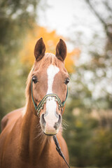 gorgeous and healthy arabian horse in autumn landscape