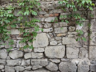 Old wall of gray stones .. Dry and fresh plants with green leaves. Green plants. Kishinev. Moldova