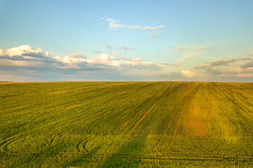 Fototapeta premium Aerial view of bright green agricultural farm field with growing rapeseed plants at sunset.