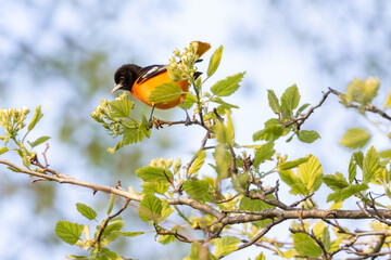 Oriole on a branch