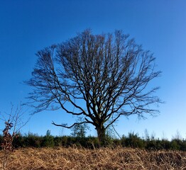 Hêtre de Ponthus Arbre remarquable