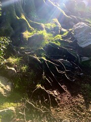 Hêtre de Ponthus Arbre remarquable