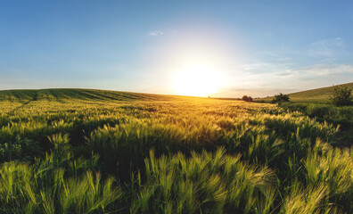 large agricultural field of green barley in the evening at sunset - obrazy, fototapety, plakaty