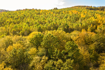 Top down aerial view of green and yellow canopies in autumn forest with many fresh trees.