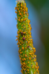 Macro of yellow aphid infestation on a plant stalk