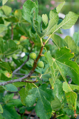 green unripe figs on a tree