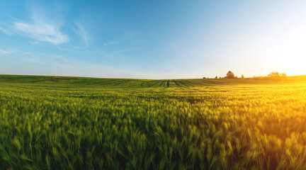 large agricultural field of green barley in the evening at sunset - obrazy, fototapety, plakaty