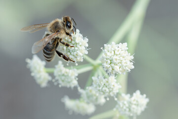 Macro honey bee feeding on white flower