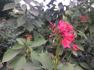 red and white flowers