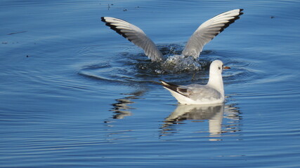 Seagulls playing on the water