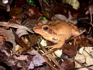 Crapaud 