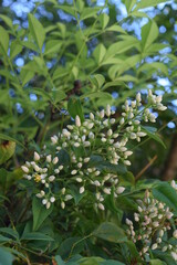 A flowering bush is framed by a blue sky