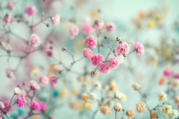 Fototapeta na wymiar Multi-colored baby's breath flowers background, soft focus