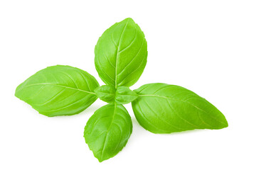 basil leaf isolated on a white background
