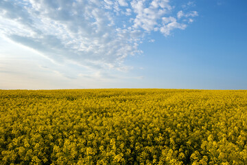 Obraz premium Landscape with blooming yellow rapeseed agricultural field and blue clear sky in spring.