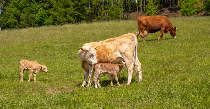Mutterkuhherde auf einer Weide in Hinterhermsdorf/S&auml;chsische Schweiz