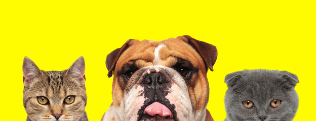 Obraz premium animals team arranged in line are sticking out tongue